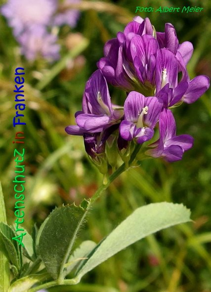 Bild zum Eintrag (1131907-160)