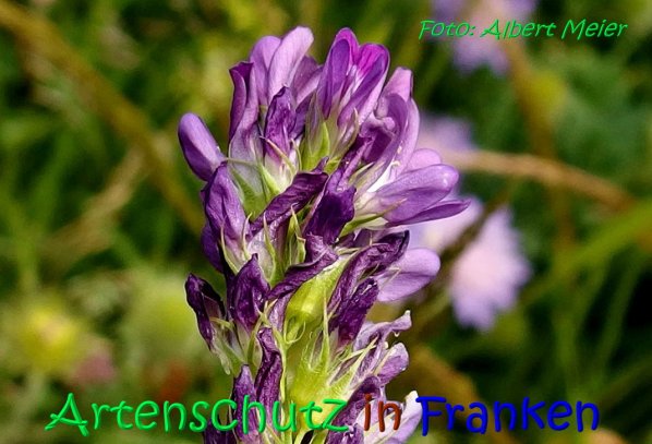 Bild zum Eintrag (1131908-160)