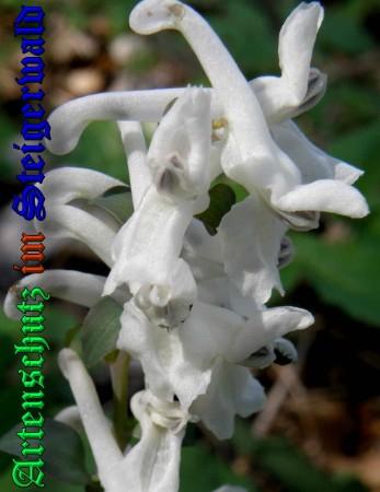 Bild zum Eintrag (1131914-160)