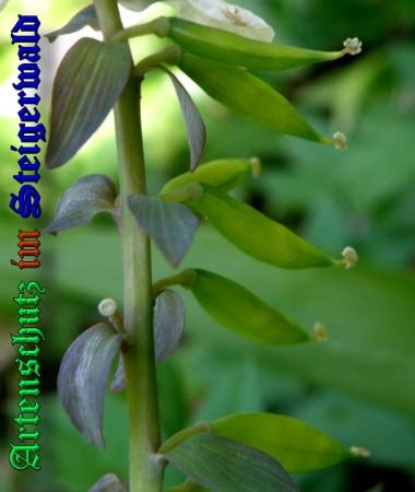 Bild zum Eintrag (1131915-160)