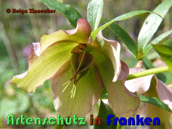 Bild zum Eintrag (1131946-160)