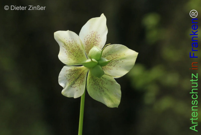 Bild zum Eintrag (1131981-160)