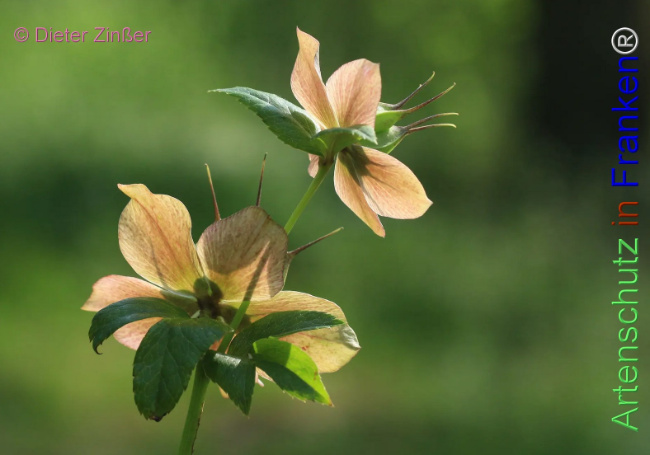 Bild zum Eintrag (1131982-160)