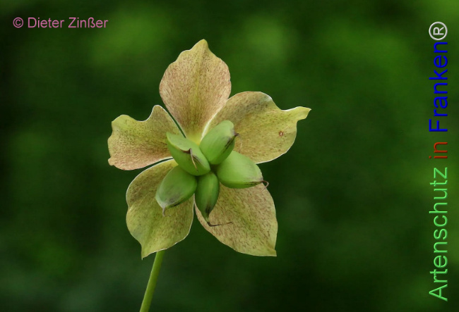 Bild zum Eintrag (1131983-160)