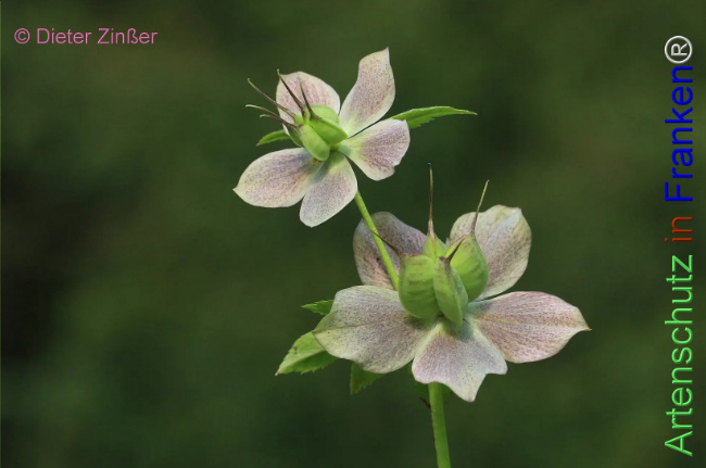 Bild zum Eintrag (1131984-160)