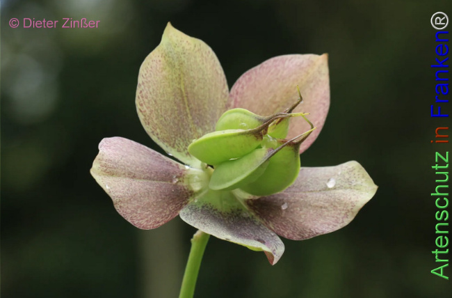 Bild zum Eintrag (1131985-160)