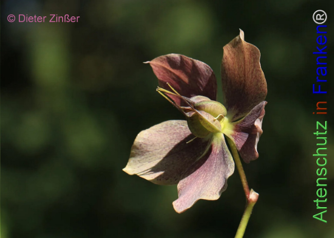 Bild zum Eintrag (1131986-160)