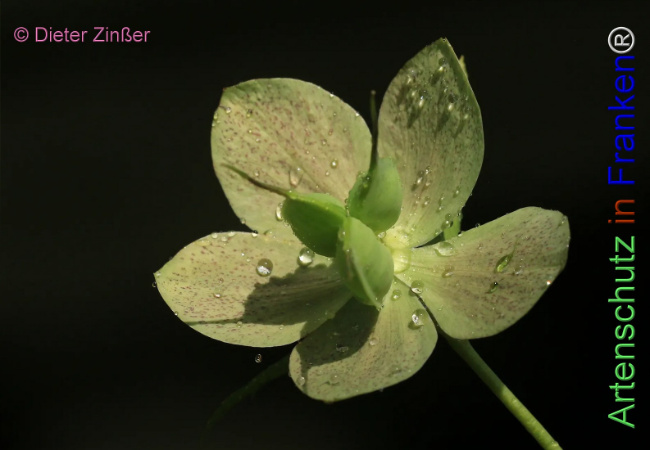 Bild zum Eintrag (1131987-160)