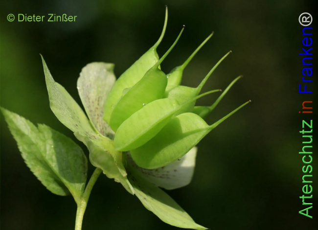 Bild zum Eintrag (1131988-160)