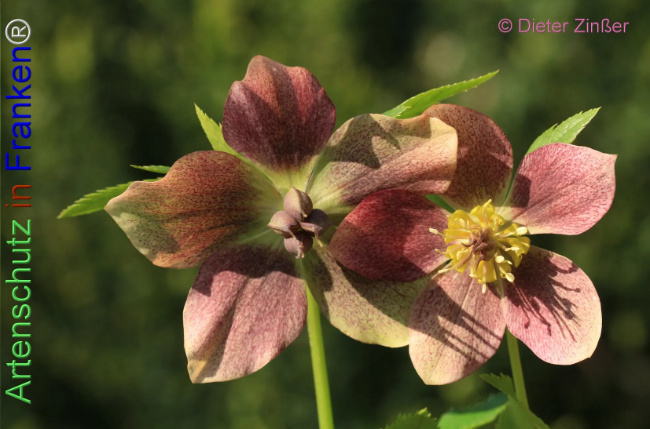 Bild zum Eintrag (1131989-160)