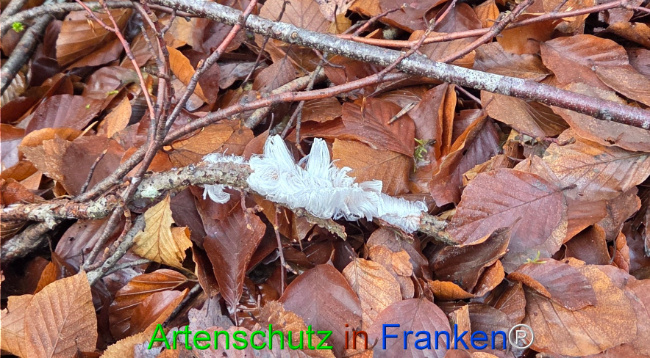 Bild zum Eintrag (1132270-160)