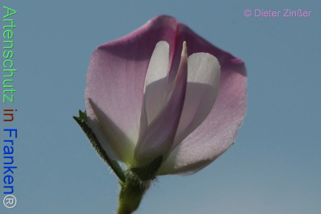 Bild zum Eintrag (1132806-160)