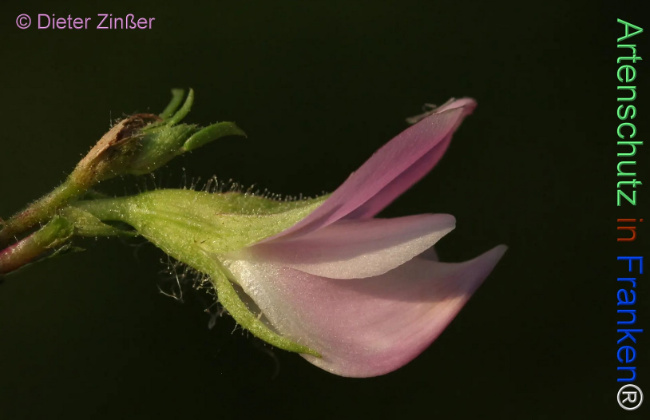 Bild zum Eintrag (1132807-160)