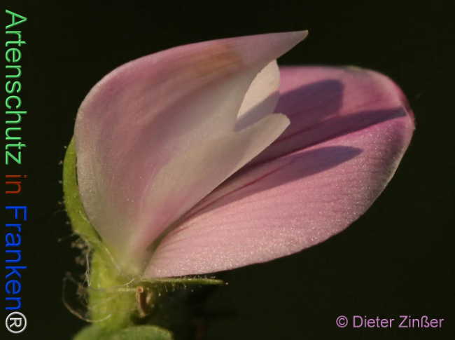 Bild zum Eintrag (1132808-160)