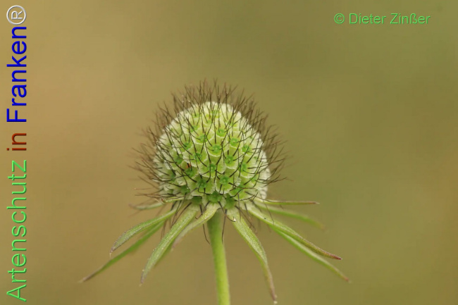 Bild zum Eintrag (1132866-160)