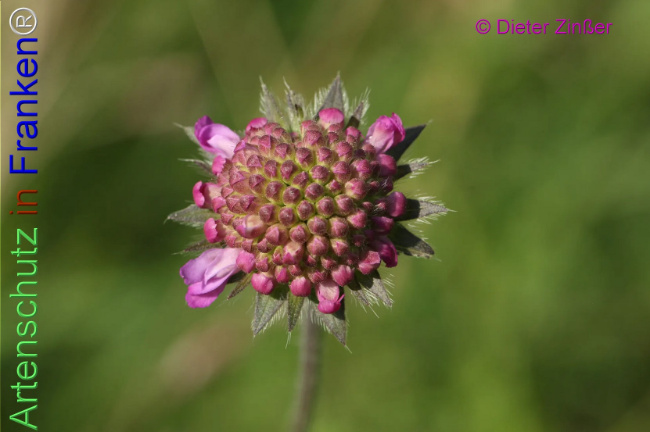 Bild zum Eintrag (1132867-160)