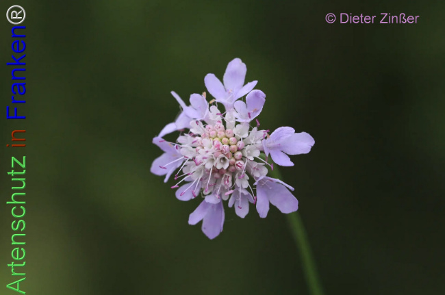 Bild zum Eintrag (1132868-160)