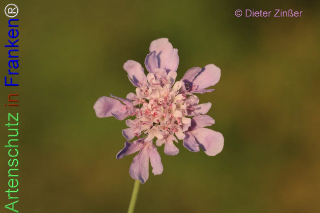 Bild zum Eintrag (1132869-160)