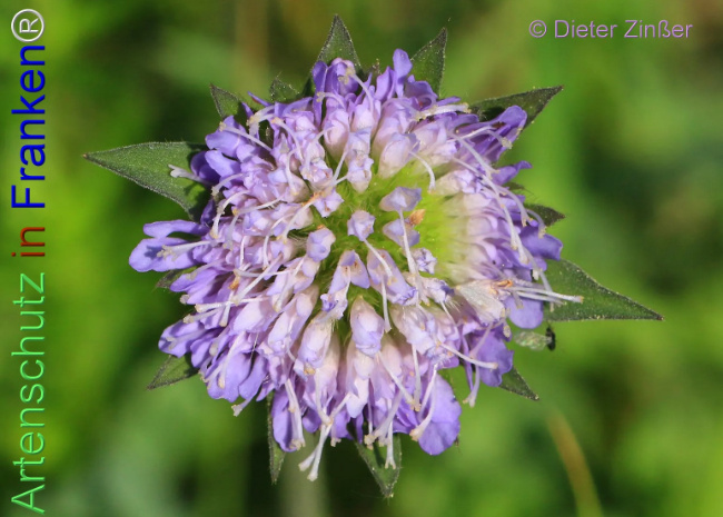 Bild zum Eintrag (1132870-160)