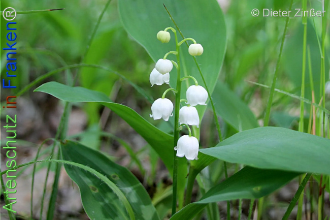 Bild zum Eintrag (1132923-160)