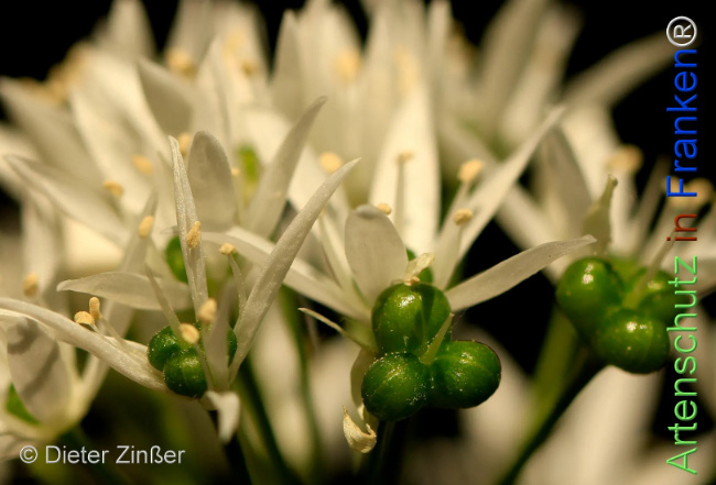 Bild zum Eintrag (1132936-160)