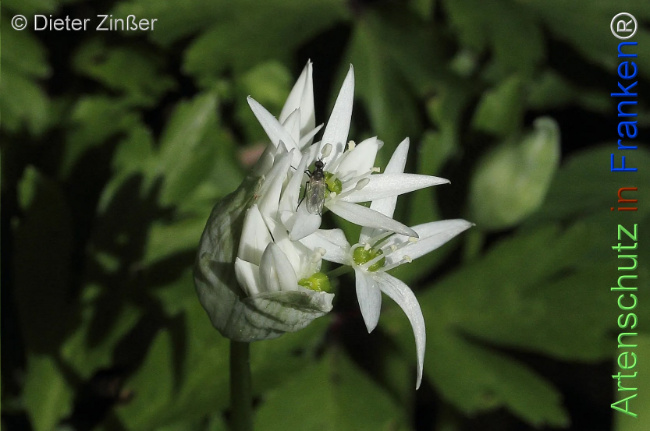 Bild zum Eintrag (1132937-160)