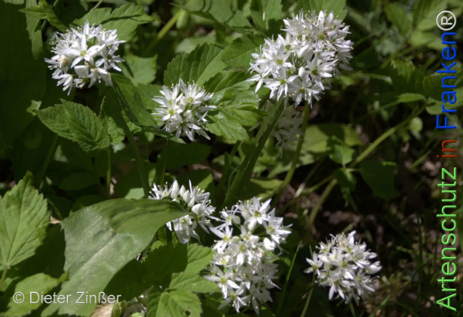 Bild zum Eintrag (1132938-160)