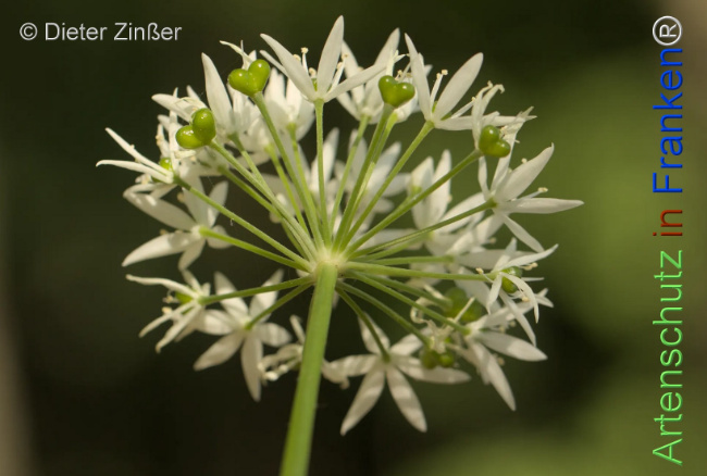 Bild zum Eintrag (1132939-160)