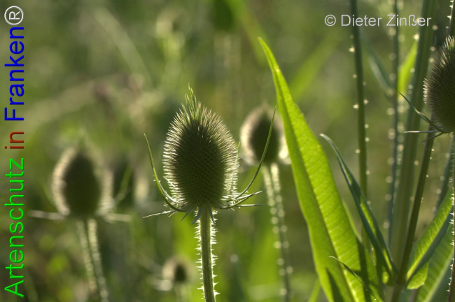 Bild zum Eintrag (1133107-160)