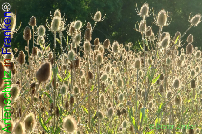 Bild zum Eintrag (1133108-160)