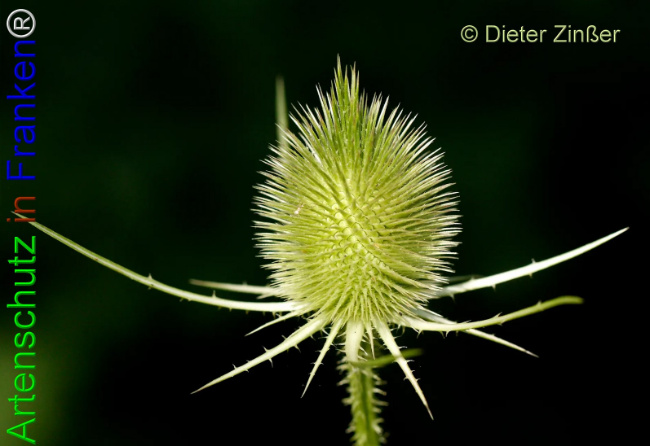 Bild zum Eintrag (1133116-160)