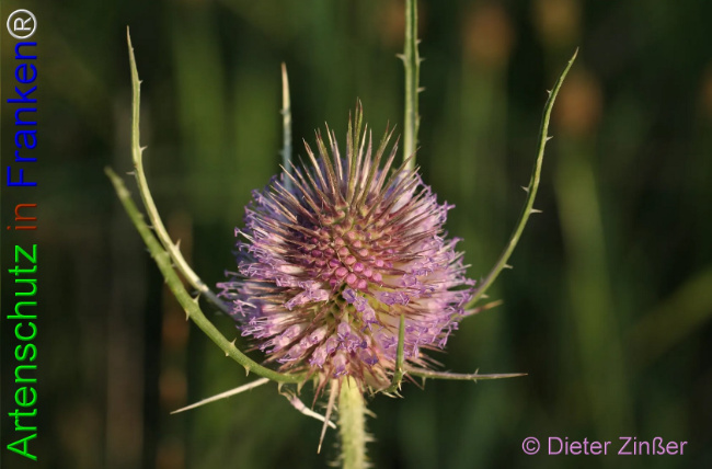 Bild zum Eintrag (1133117-160)