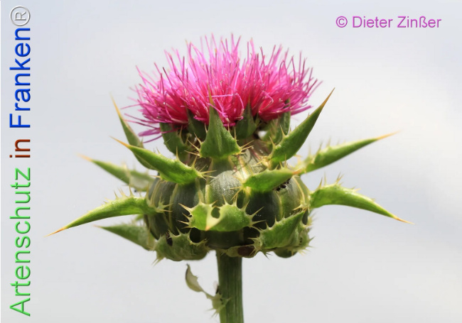 Bild zum Eintrag (1133243-160)