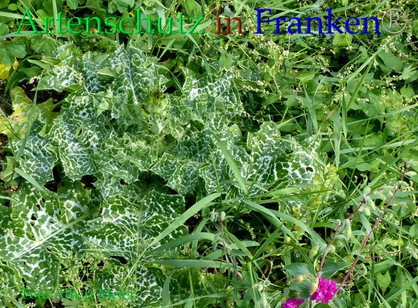 Bild zum Eintrag (1133245-160)