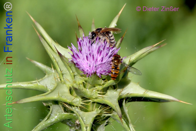 Bild zum Eintrag (1133252-160)