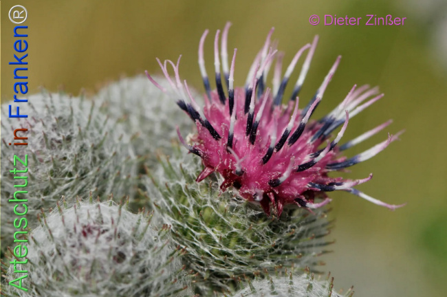 Bild zum Eintrag (1133262-160)