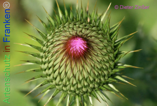 Bild zum Eintrag (1133273-160)