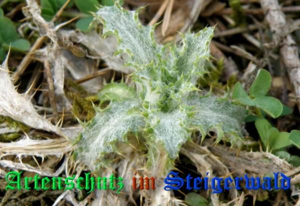 Bild zum Eintrag (1133282-160)