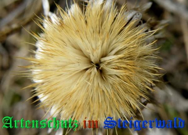 Bild zum Eintrag (1133283-160)