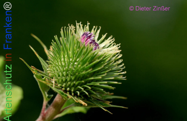 Bild zum Eintrag (1133290-160)