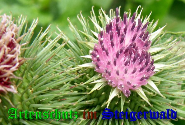 Bild zum Eintrag (1133291-160)