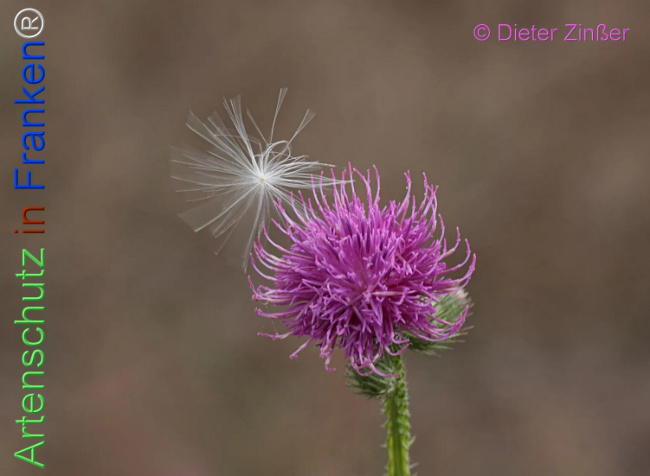 Bild zum Eintrag (1133313-160)