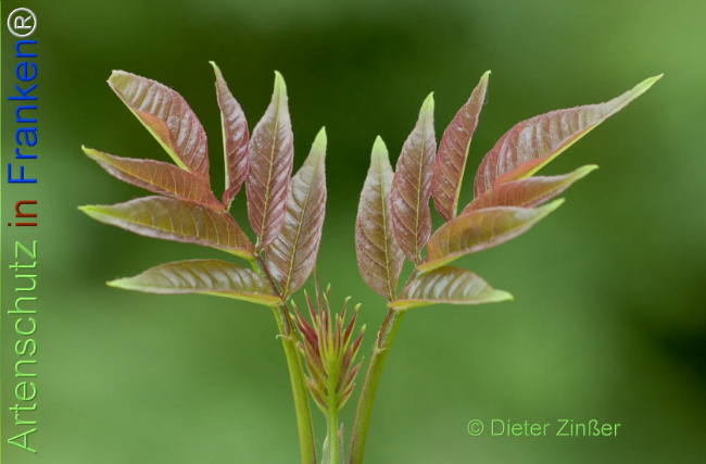 Bild zum Eintrag (1133551-160)