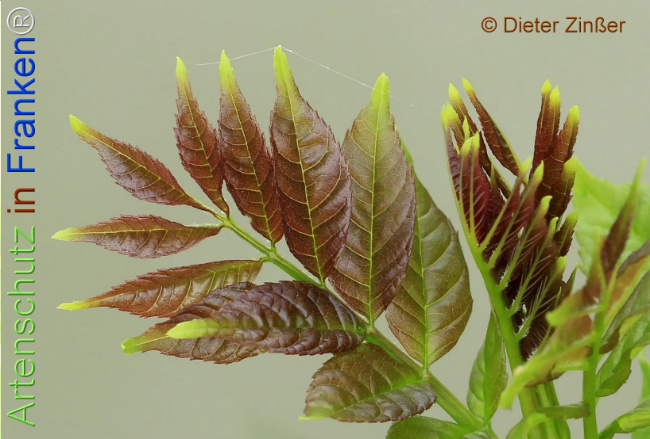 Bild zum Eintrag (1133552-160)