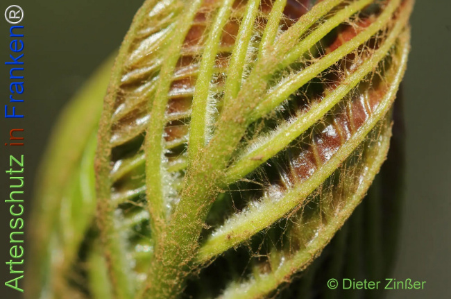 Bild zum Eintrag (1133553-160)