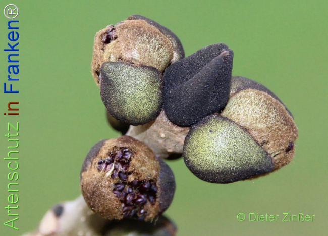 Bild zum Eintrag (1133559-160)