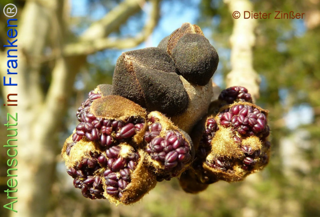 Bild zum Eintrag (1133560-160)