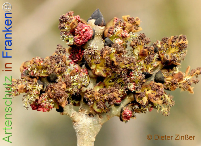 Bild zum Eintrag (1133561-160)