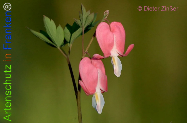 Bild zum Eintrag (1133708-160)