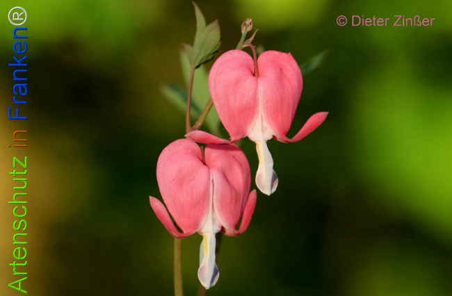 Bild zum Eintrag (1133709-160)